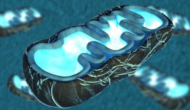 Mitochondria SRT1 Life Extender
